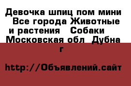 Девочка шпиц пом мини - Все города Животные и растения » Собаки   . Московская обл.,Дубна г.